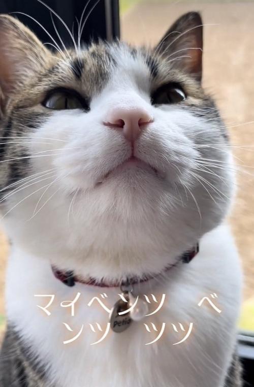 窓際でくつろぐキジ白猫