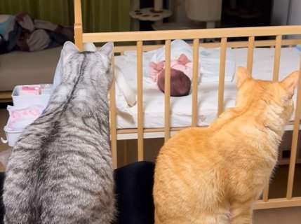 赤ちゃんを見る2匹の猫3
