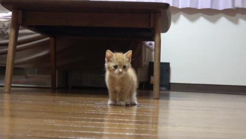茶トラちゃん