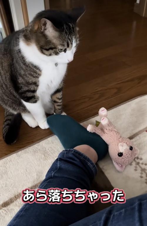 飼い主さんの足から落ちたぬいぐるみを見るキジ白猫