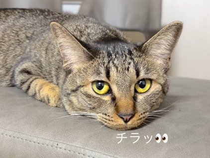 飼い主を見る猫3