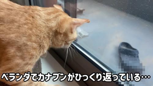 ベランダの虫を見ている猫