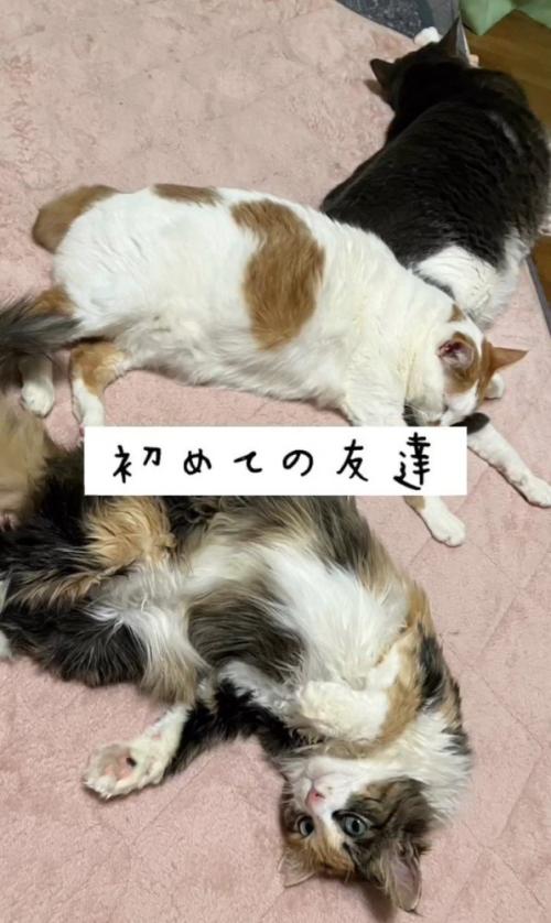 寝転がる猫たち