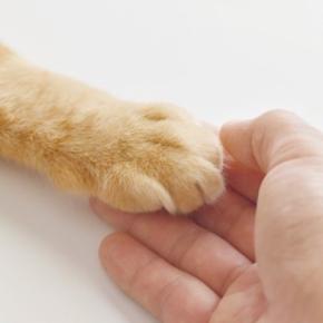 猫への『かわいそう』という思いが引き起こすトラブル4つ　逆効果になる理由や適切な関わり方