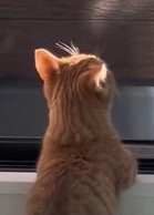 窓の外を見て耳を動かす猫