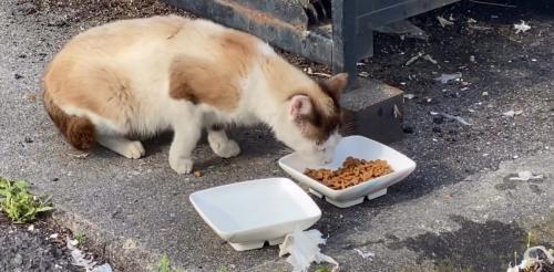 ごはんを食べる猫