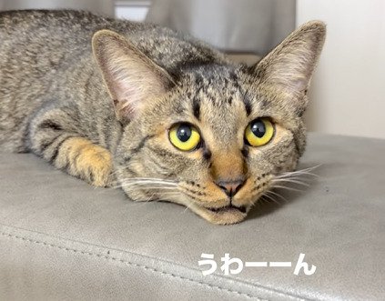 鳴く猫2