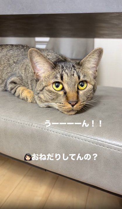 鳴く猫