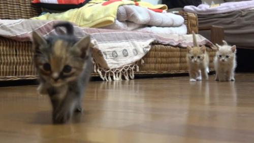 歩いてくるサビちゃん