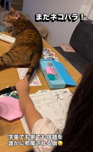 宿題をしている子どもと目の前で横になっている猫