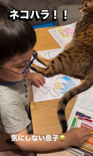 塗り絵をしている子どもと目の前で横になっている猫