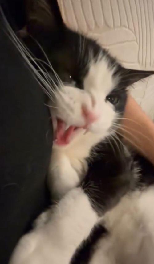 威嚇したような顔の猫