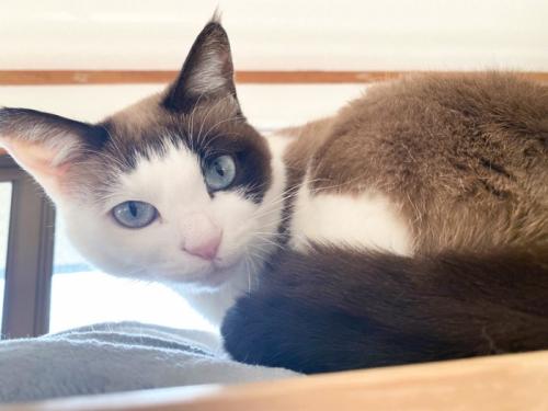 くつろいでいる猫