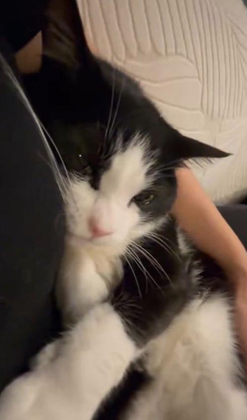 人にしがみつく猫