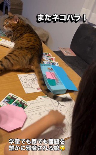 宿題をしている子どもと目の前で横になっている猫