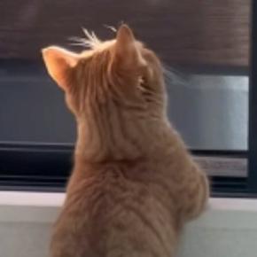 風に当たるのが大好きな猫→窓を開けると…あまりにも『人間のような光景』が可愛すぎると39万再生「すべてがあざとい」「一緒に眺めたい」