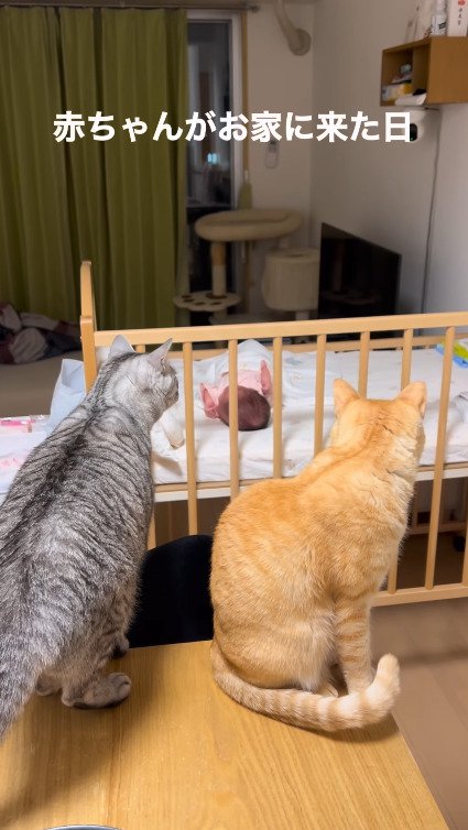赤ちゃんを見る2匹の猫