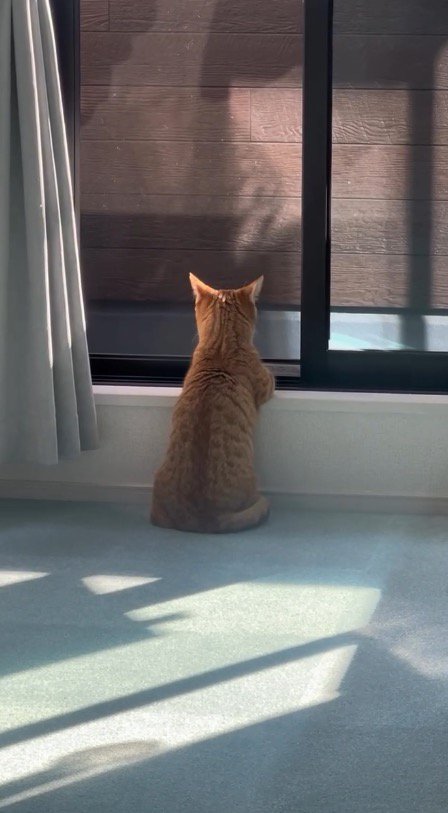 窓の外を見つめる猫の後ろ姿