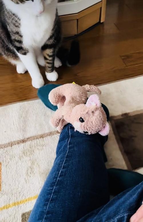 飼い主さんの足の上にぬいぐるみを置くキジ白猫