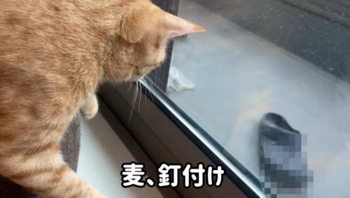 ベランダの虫を見ている猫