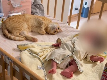 赤ちゃんに寄り添う猫2