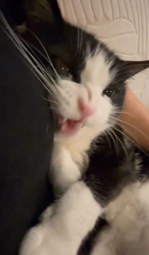 怒り顔の猫