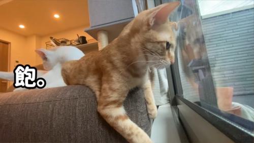 ベランダの虫を見ている猫