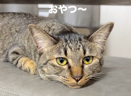 寝そべる猫3