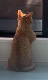 窓のそばでくつろぐ猫の後ろ姿
