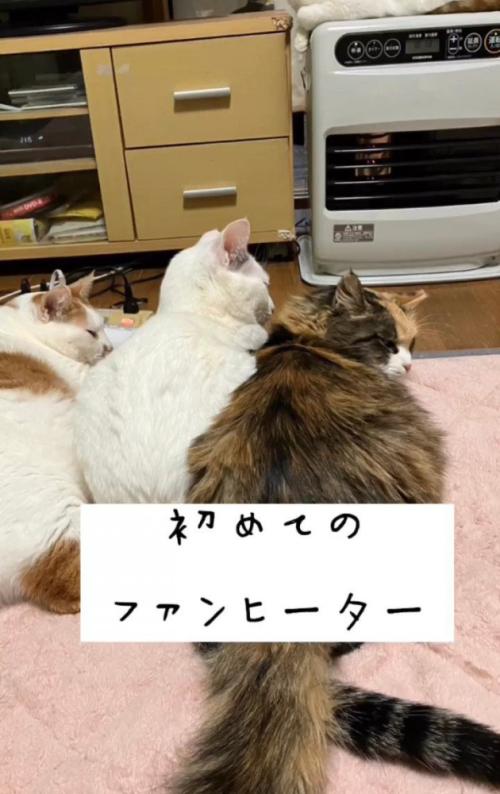 ファンヒーターの前にいる猫
