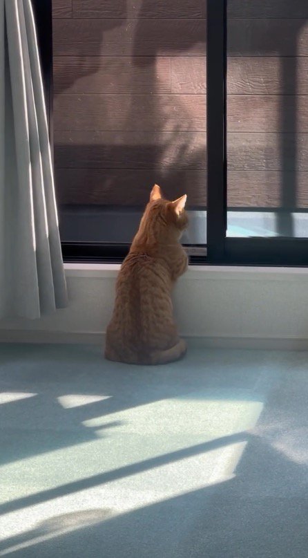 窓の方に向き直る猫