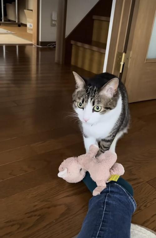 飼い主さんの足の上にぬいぐるみを置くキジ白猫