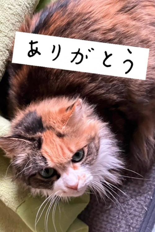座って上を向く猫