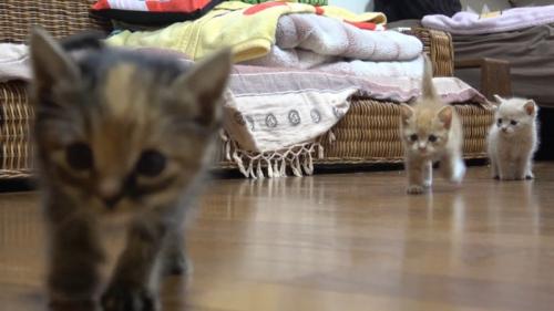前足が片方浮く茶トラちゃん
