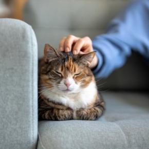 猫が『キライな人』に対して確実にしない行動5選　好感度を見分けるポイントもご紹介