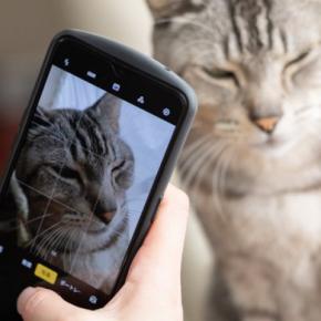 自分の『猫愛の強さ』に気付く瞬間4つ　猫好きなら共感できる、あるある現象とは？
