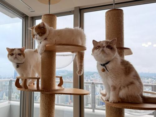 キャットタワーに乗る3匹の猫