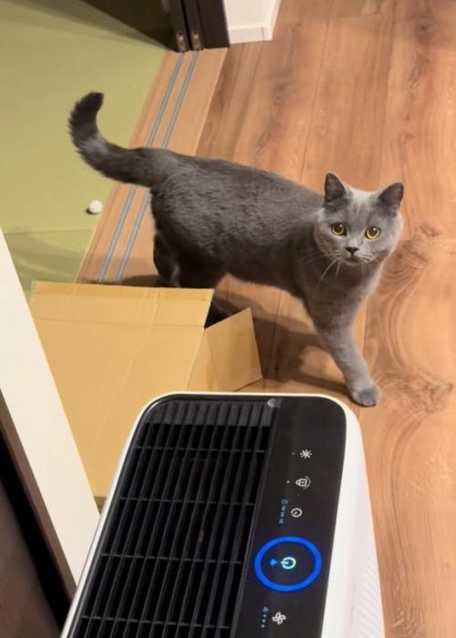 見上げる猫