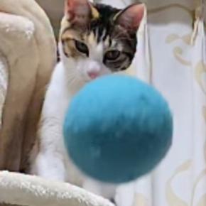 キャットタワーにいる2匹の猫→ボールを投げてみた結果…『ネコとは思えない瞬間』が3762万再生「笑っちゃいけないのに爆笑」「可愛いw」