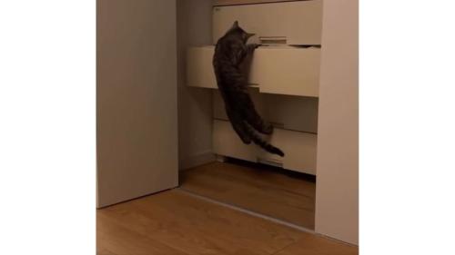猫とタンス