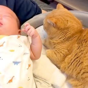 赤ちゃんのベッドで『くつろぎ始めた猫』→赤ちゃんを隣に寝かせてみたら…尊すぎる瞬間が25万再生「夢の共演や」「最強コンビ誕生」