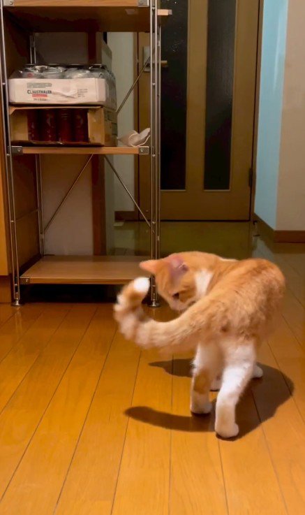 しっぽを見る猫