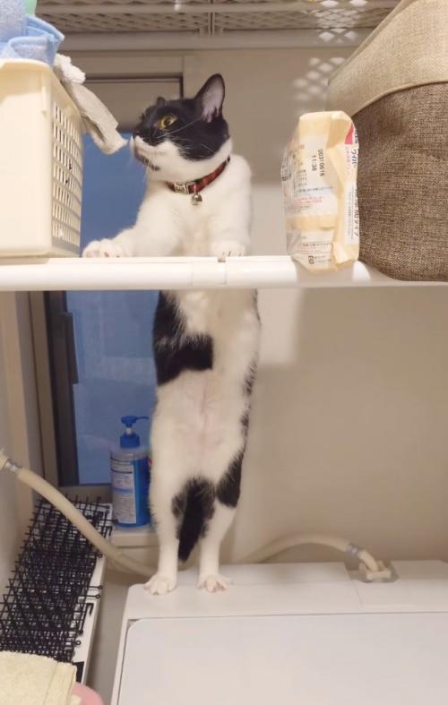 諦める猫