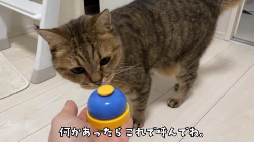 ベルに鼻を近づける猫