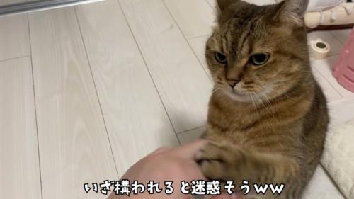 人の手に前足で触れる猫