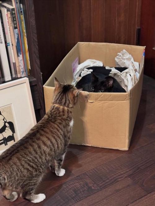 箱の中と外にいる猫