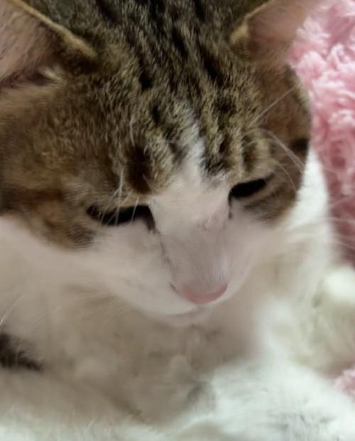 固まる猫