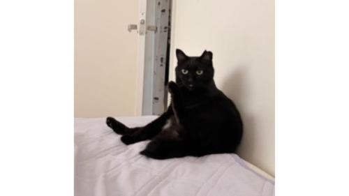 室内にいる猫