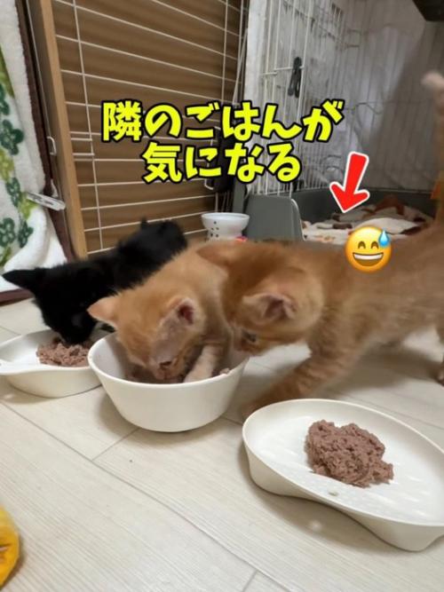 隣の子猫に近づく子猫