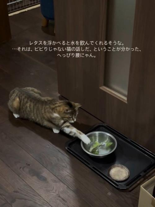 前足を伸ばす猫